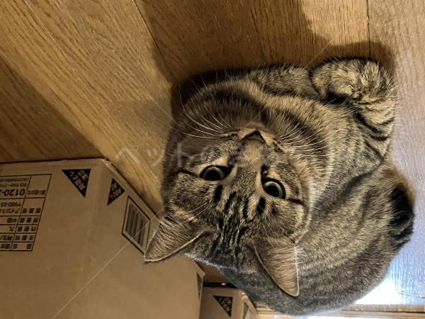 迷子猫の画像