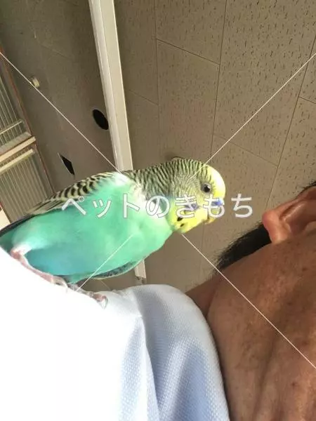 保護鳥の画像