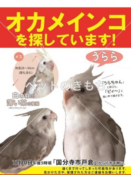 迷子鳥の画像