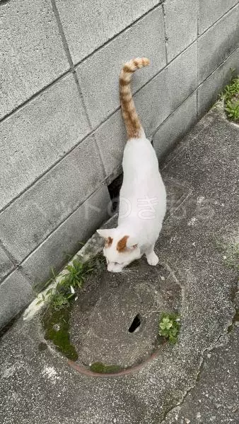 迷子猫の画像
