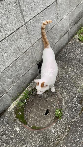 迷子猫の画像