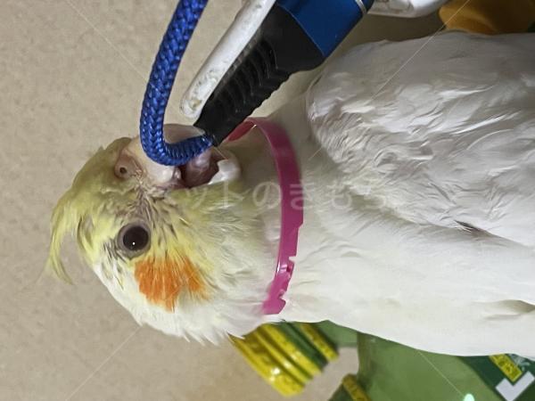 迷子鳥の画像