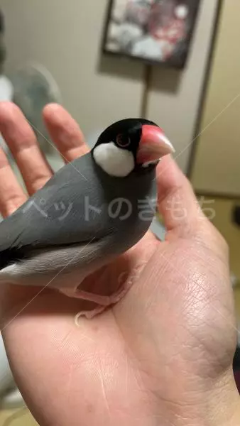 迷子鳥の画像