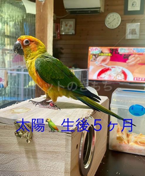 迷子鳥の画像