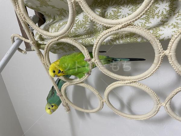 迷子鳥の画像