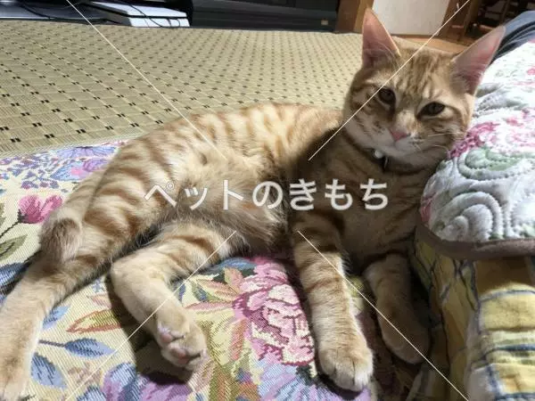 迷子猫の画像