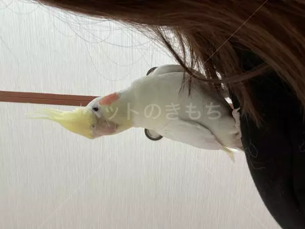 迷子鳥の画像