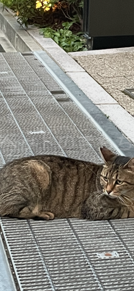 迷子猫の画像