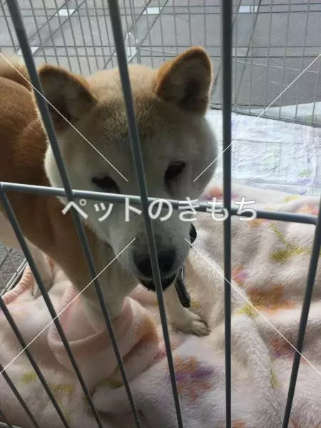 保護犬の画像