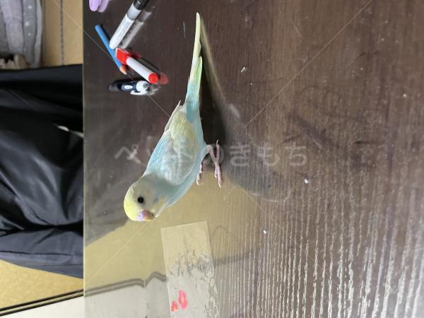 迷子鳥の画像