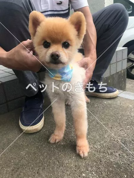 保護犬の画像