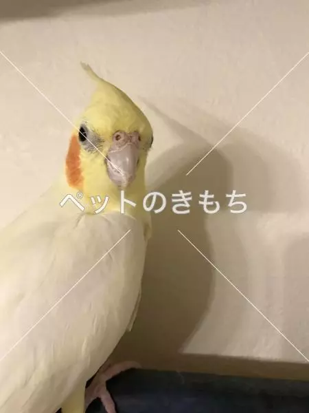 迷子鳥の画像