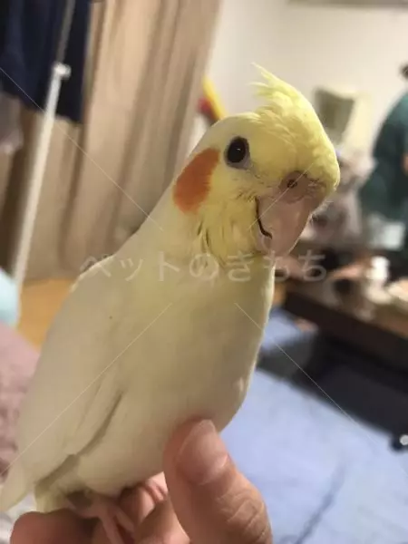 迷子鳥の画像