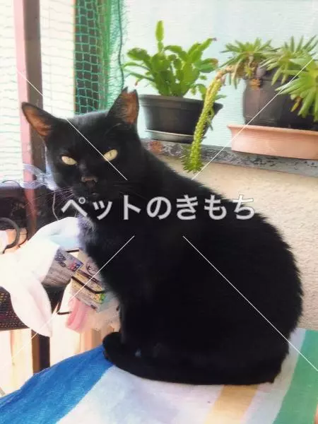 迷子猫の画像