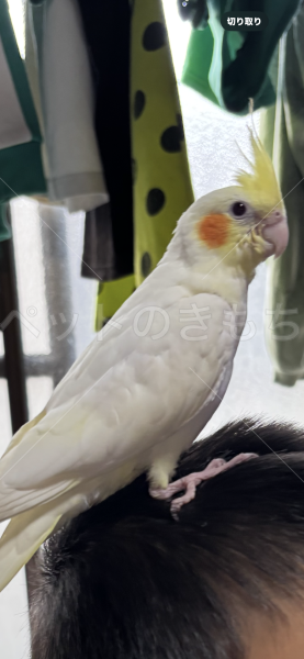 迷子鳥の画像