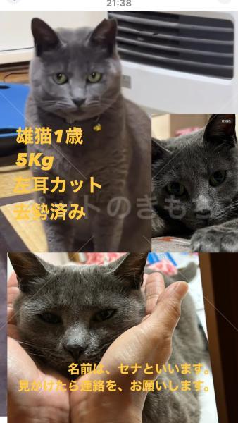 迷子猫の画像