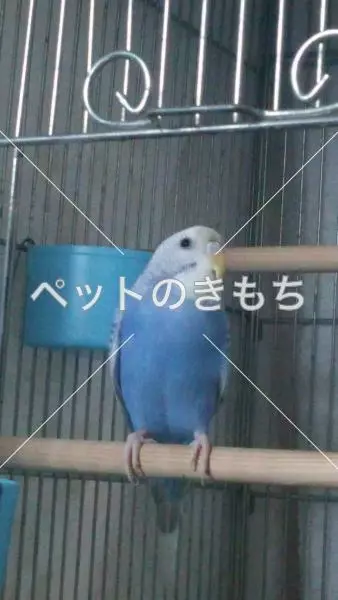 迷子鳥の画像