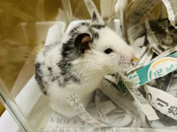 保護ペットの画像