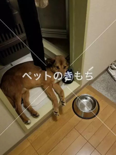 迷子犬の画像