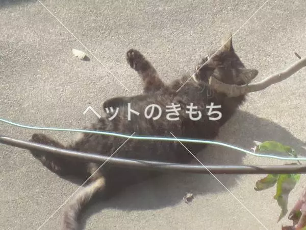 迷子猫の画像