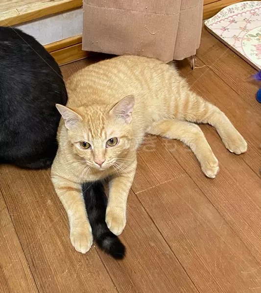 迷子猫の画像