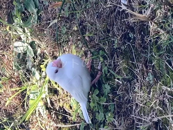 コメントの画像