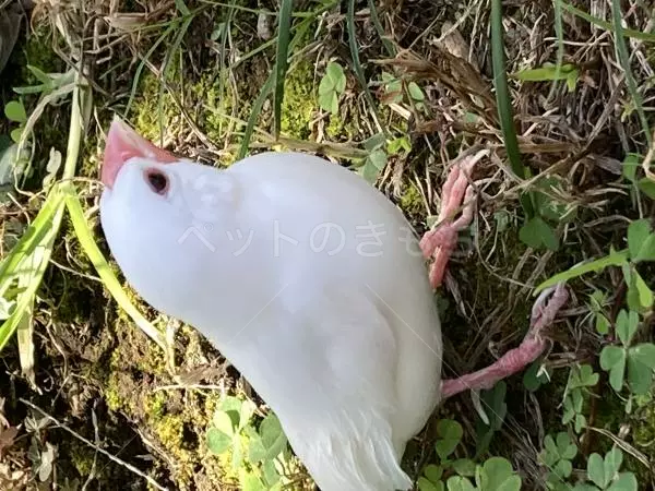 コメントの画像