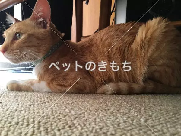 保護猫の画像