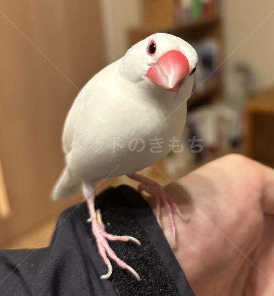 迷子鳥の画像