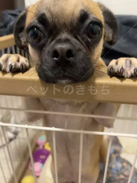 迷子犬の画像