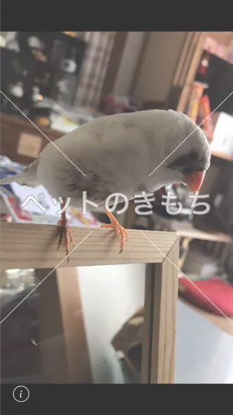 迷子鳥の画像