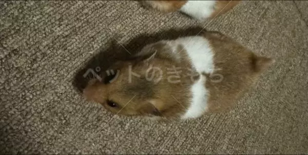 迷子ペットの画像