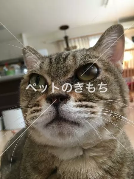 迷子猫の画像