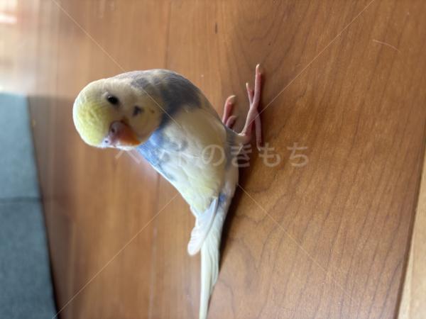 迷子鳥の画像