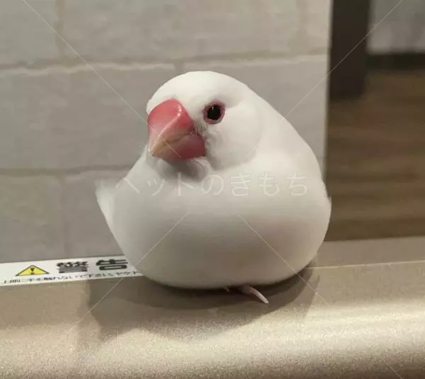 迷子鳥の画像