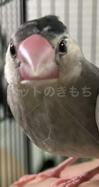 迷子鳥の画像