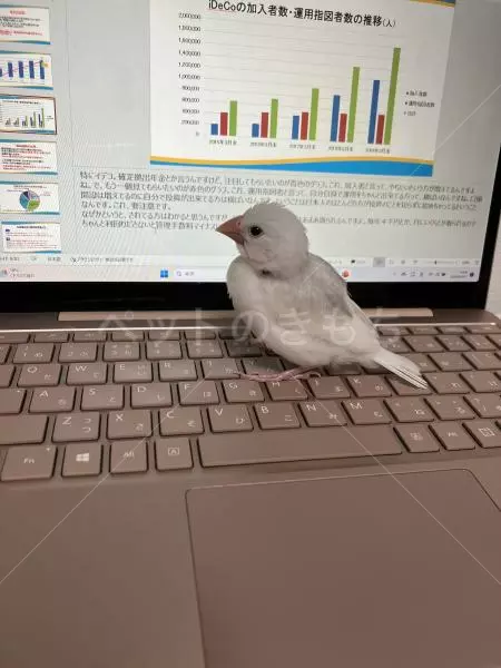 迷子鳥の画像