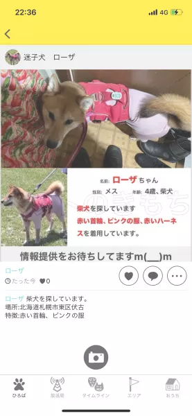 迷子犬の画像