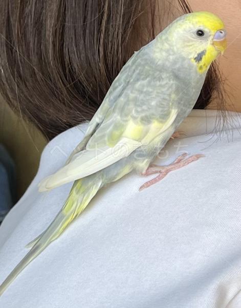 迷子鳥の画像