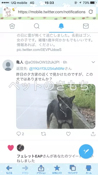 迷子犬の画像