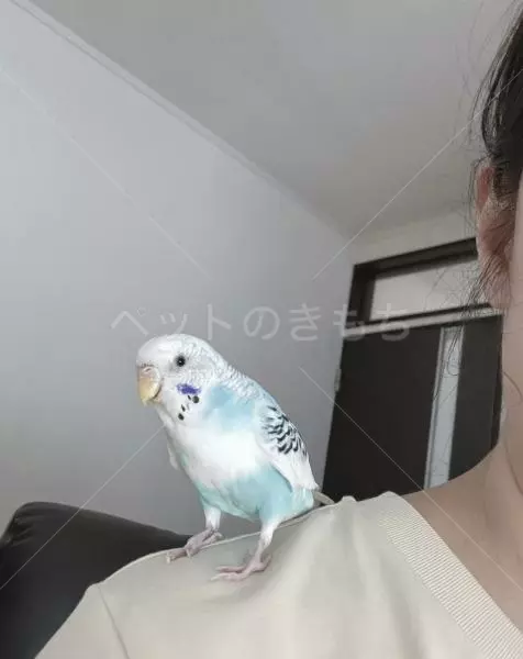 保護鳥の画像