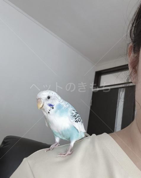 保護鳥の画像