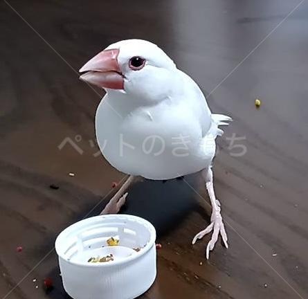 迷子鳥の画像