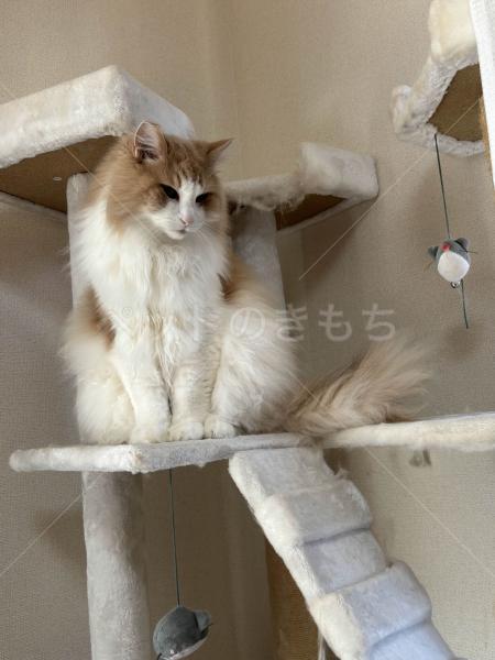 迷子猫の画像