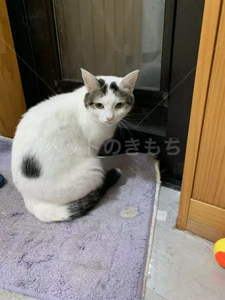 迷子猫の画像