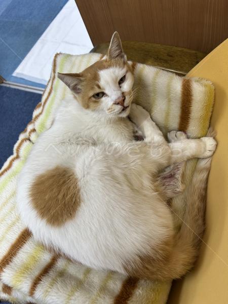 保護猫の画像