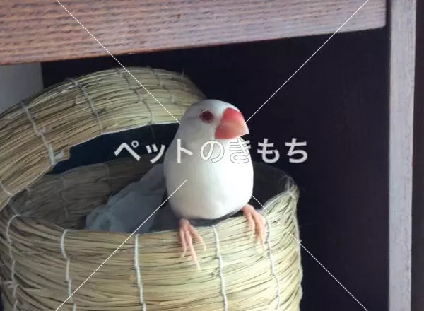 迷子鳥の画像