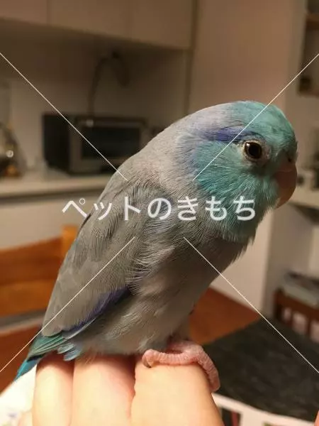 迷子鳥の画像