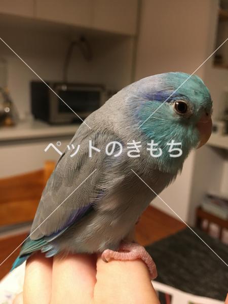 迷子鳥の画像