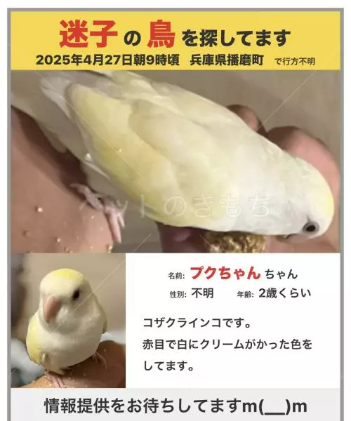 迷子鳥の画像